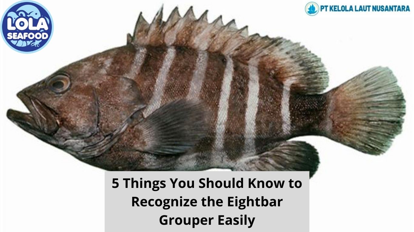 5 Things You Should Know to Recognize the Eightbar Grouper Easily